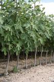 Ficus Carica - Vijgeboom in plastic productiepot