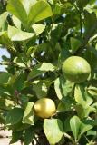 Citrus lemon - Citroenboom 